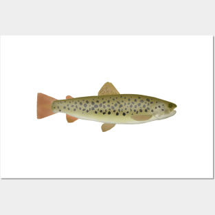 Abant Trout Posters and Art